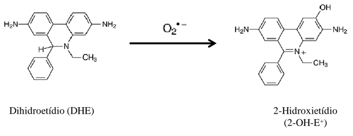 Figura 5. Reacção do dihidroetídio com o anião superóxido originando um produto fluorescente, o   2-hidroxietídio