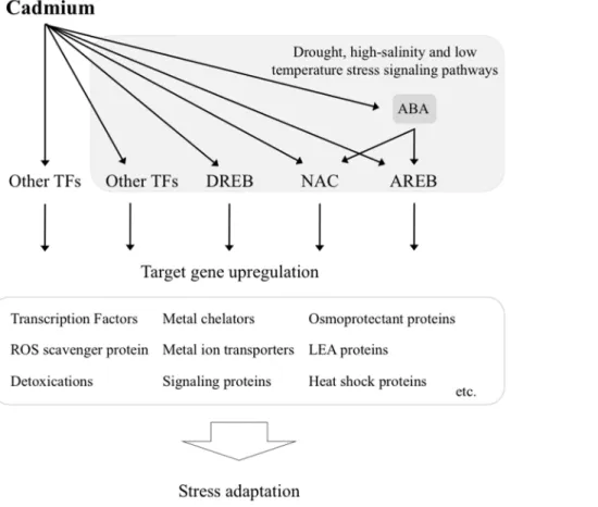 Figure 6. Overview of Cd-dependent signaling cascade that affects drought, high-salinity and low temperature stress signaling pathways