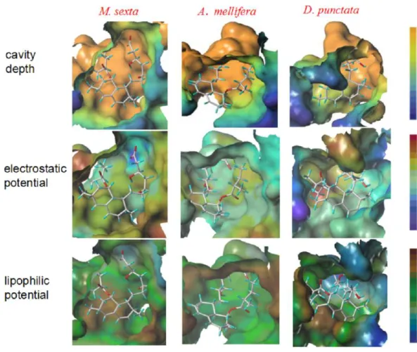 Figure 2 Structure comparison of binding pockets of M. sexta, A. mellifera and D. punctata HMGR.