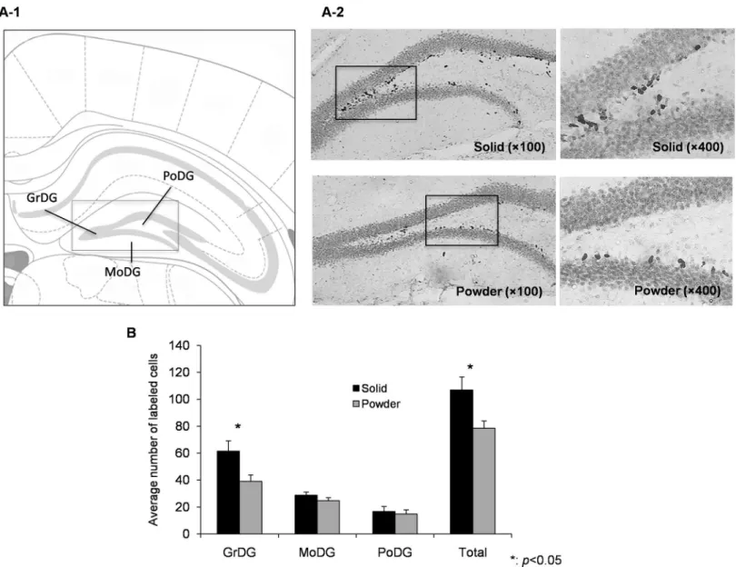 Fig 2. Neurogenesis in hippocampal DG. (A-1) A schematic representation in the hippocampal DG area