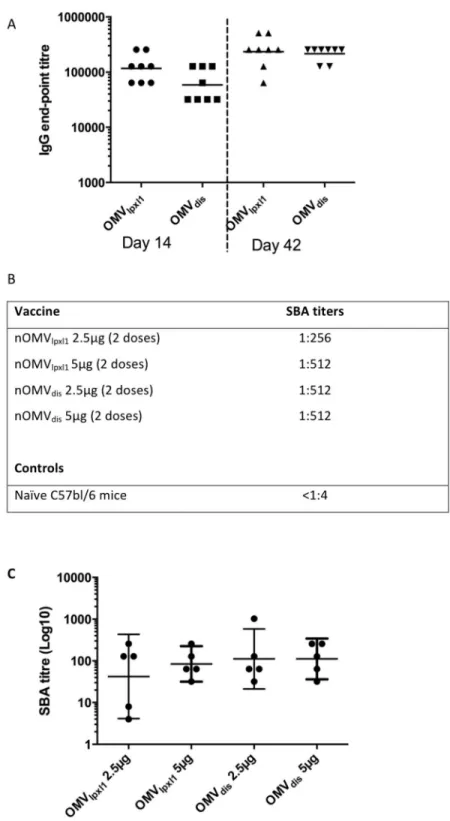Fig 4. nOMVs immunogenicity in C57Bl/6 mice. A. Whole cell-specific IgG titres in C57/bl6 mice sera following immunization with 5 μg nOMV lpxl1 or nOMV dis 