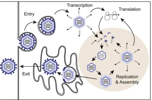 Figure 1. Overview of the rotavirus replication cycle. During entry into the cell, the outermost protein layer of the triple-layered virion is lost.