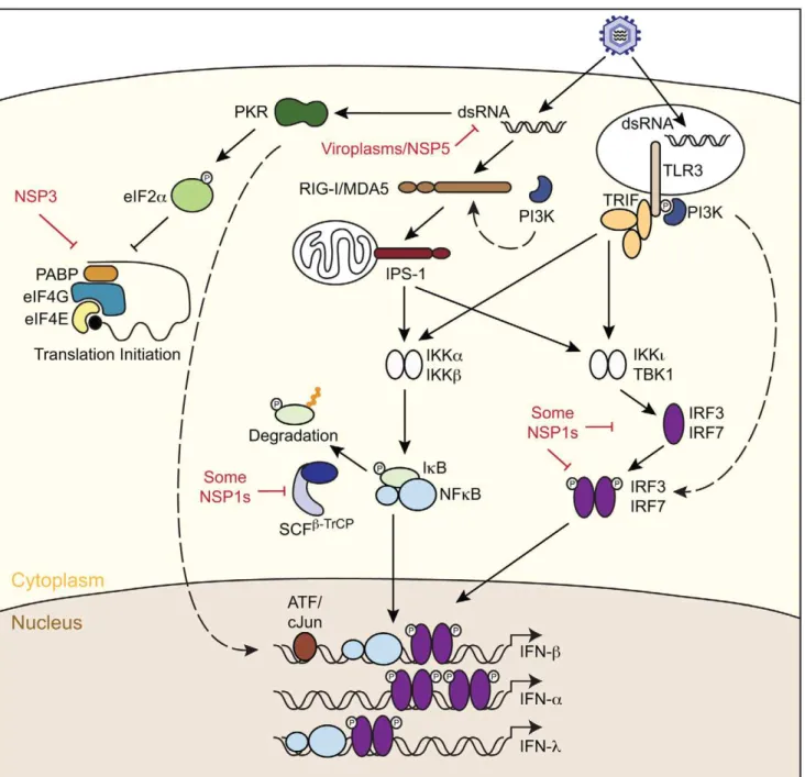 Figure 2. Rotavirus interactions with innate signaling pathways. Viral nucleic acids may be recognized in a host cell by membrane-bound Toll-like receptors (TLR3) or cytoplasmic RIG-I-like receptors (RLRs)