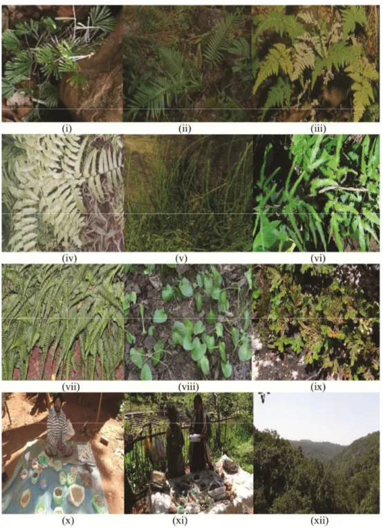 Figure 2. (i)  Actiniopteris radiata (Sw.) Link; (ii) Blechnum orientale L.; (iii) Cheilanthes farinosa (Forssk.) Kaulf.; (iv) Diplazium esculentum (Retz.)  Sw.; (v) Equisetum ramosissimum Desf