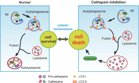 Figure 7. Lysosomal dysfunction by inhibition of cathepsins B and L causes cell death