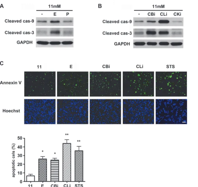 Figure 1. Inhibition of cathepsins B and L triggers apoptosis in INS-1 cells. (A) INS-1 cells were treated with E64d (E, 20 μg/mL) and pepstatin A (P, 20 μg/mL) in 11 mM glucose medium for 48 hr, and caspase activation was monitored by western blotting usi