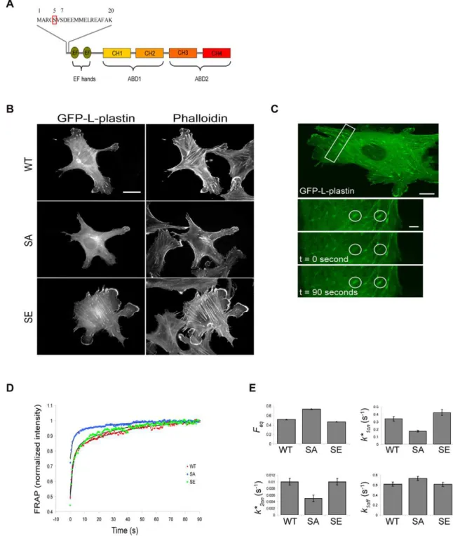 Figure 1. L-plastin phosphorylation modulates its mobility in focal adhesions. (A). Schematic representation of wild-type (WT) L-plastin showing the headpiece domain followed by two independent actin binding domains (ABDs)
