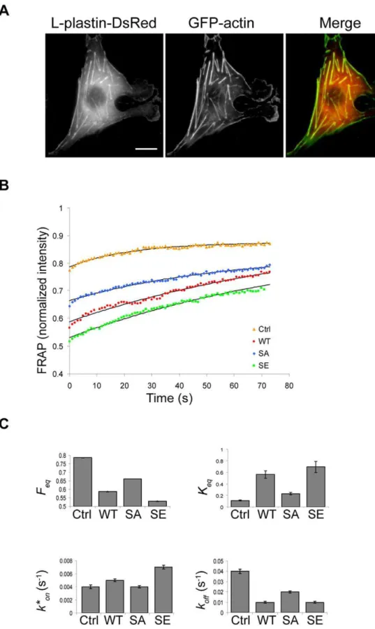 Figure 2. L-plastin phosphorylation modulates actin dynamics in focal adhesions. (A). Expression of L-plastin and actin in live Vero cells.
