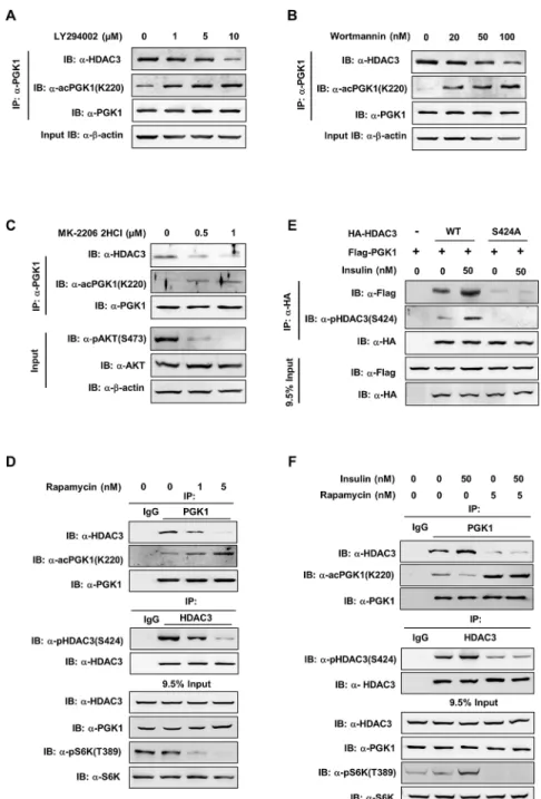 Fig 6. The mTOR pathway regulates HDAC3 S424 phosphorylation and PGK1 K220 acetylation