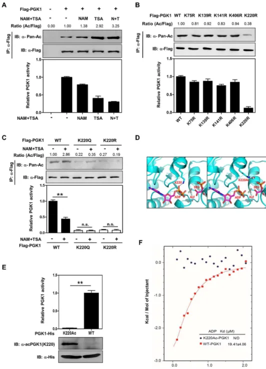 Fig 1. Acetylation of PGK1 K220 blocks substrate ADP binding and inhibits PGK1 activity