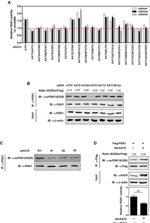 Fig 2. KAT9 acetylates PGK1 and inhibits PGK1 activity. (A) Knockdown of ATF2, KAT5, KAT6A, KAT9, KAT12, or KAT13B leads to increased enzyme activity of endogenous PGK1