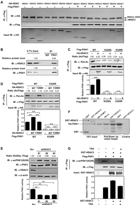 Fig 3. HDAC3 deacetylates and activates PGK1. (A, B) PGK1 interacts with HDAC3. Flag-tagged PGK1 was overexpressed in HEK293T cells together with the individual HA-tagged HDAC as indicated