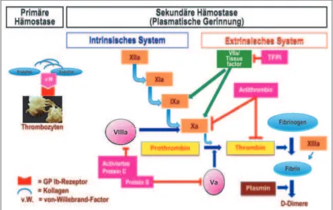 Abbildung 1b: Gerinnungskaska- Gerinnungskaska-de in vivo (Grafik freundlicherweise von Novartis Behring, Marburg, zur Verfügung gestellt).