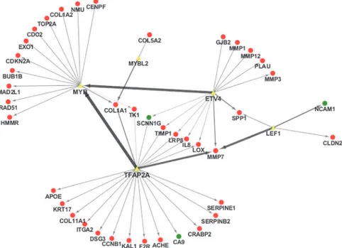 Fig 1. TF-gene regulatory network for gastric cancer. The network was constructed based on data from cDNA microarray analysis to identify differnetially expressed genes in gastric cancer