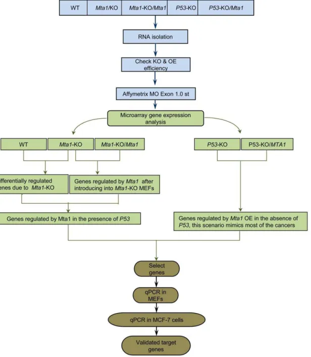 Figure 1. Schematic showing the experimental design of the study to identify the Mta1 regulated genes with/without the effect of P53 