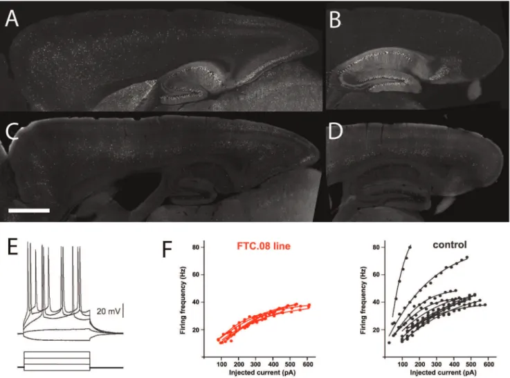 Figure 5. Variability of functional properties in neuronal subsets in thy1mp-cre lines