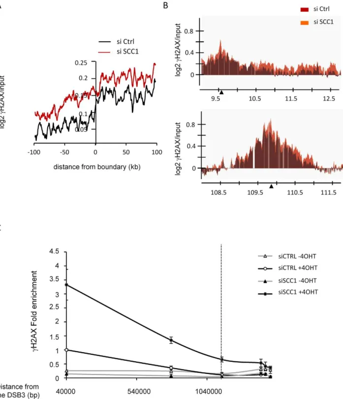 Figure 6. Involvement of cohesin at cH2AX domains boundaries. A, Boundaries of cH2AX domains (from the average of two 4OHT-induced cH2AX/input ChIP-chips) were determined in control cells using our previously described algorithm (see Table S2)