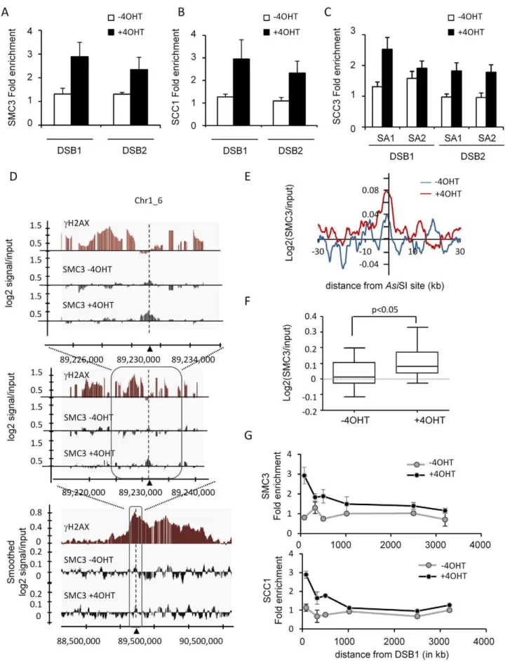 Figure 1. SMC3 is recruited locally around DSBs on the mammalian genome. A, SMC3 ChIPs were performed on AsiSI-ER-U20S cells, before and after 4 hours of 4OHT treatment and SMC3 enrichment was scored by Quantitative RealTime PCR (Q-PCR) in the vicinity (re