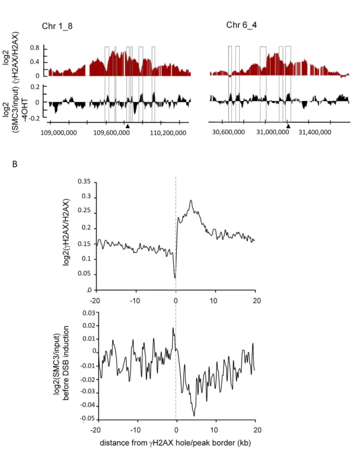 Figure 2. SMC3 counteracts cH2AX. A, Detailed views of the cH2AX/H2AX signal after 4OHT treatment (red) and the SMC3/input signal before 4OHT treatment (black) around two AsiSI sites (indicated by arrows), expressed as log2 and smoothed using a 500 probes 