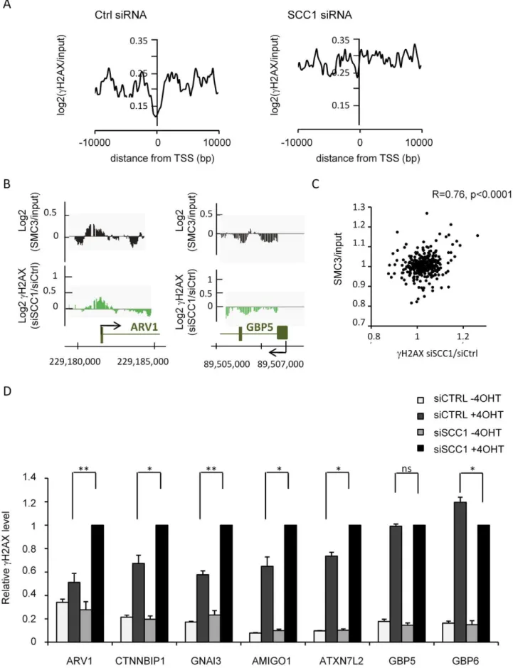 Figure 4. cH2AX accumulates on cohesin-bound genes and promoters in SCC-deficient cells