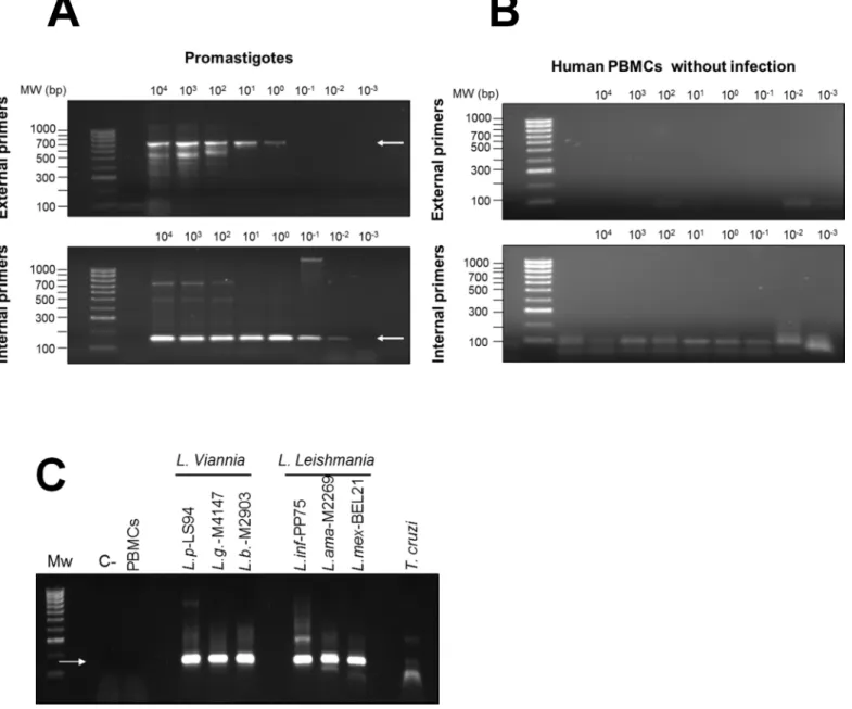 Fig 4. Sensitivity and specificity of the nested PCR for Leishmania minicircle kDNA. Nested PCR amplification products from serial dilution curves of DNA from L