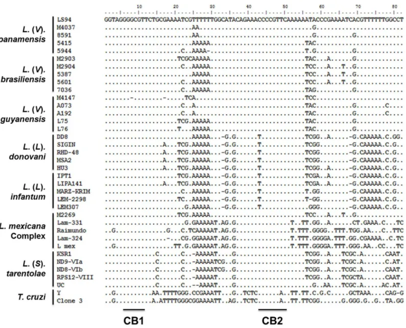 Fig 5. Analysis of Leishmania genetic diversity. An 82bp sequence spanning conserved blocks 1 and 2 from the Leishmania minicircle kDNA was used for multiple sequence alignment