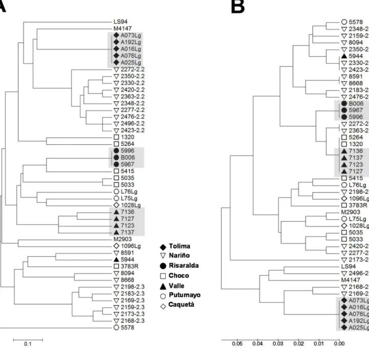 Fig 6. Genetic diversity analysis using minicircle kDNA genotyping allows clustering of strains isolated within foci of transmission during outbreaks of CL