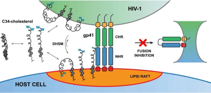 Figure 7. Putative mode of action of HIV-1 fusion inhibitor C34-cholesterol. In aqueous solution, the conjugate may form micro-aggregates when membranes are not present, due to its cholesterol moiety