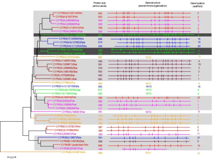 Figure 2. Phylogenetic and gene-structure analysis of CYP63 family. In total 38 CYP63 P450 sequences from six selected model basidiomycetes (Fig