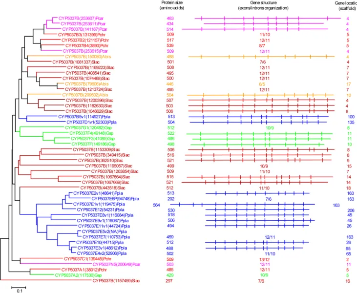 Figure 5. Phylogenetic and gene-structure analysis of CYP5037 family. In total 49 CYP5037 P450 sequences from six model basidiomycetes (Fig