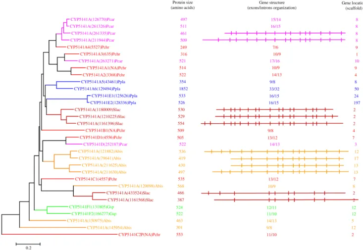 Figure 7. Phylogenetic and gene-structure analysis of CYP5141 family. Thirty-two CYP5141 P450 sequences from six model basidiomycetes (Fig