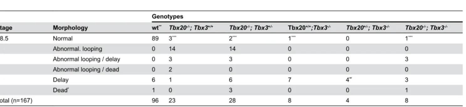 Table  3.  Frequency  of  different  morphological  defects  in  embryos  at  E9.25  from  matings  of  Tbx20 +/- ;  Tbx3 +/-   double heterozygotes * .