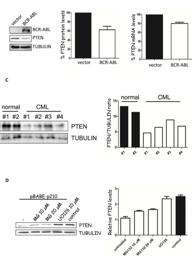 Figure 1. BCR-ABL downregulates PTEN expression. A) Left panel: evaluation of PTEN levels of expression in BCR-ABL-pcDNA3.1 transfected NIH3T3