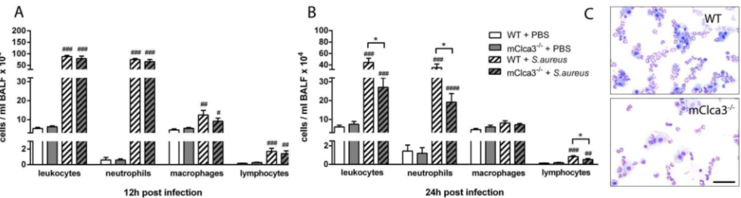 Figure 4. Early infection with S. aureus led to a comparable increase in systemic leukocyte response