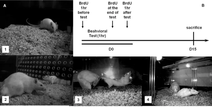 Figure 4. Representation of the different groups (A) and sequence of BrdU injections for all subjects (B)