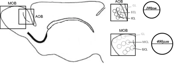 Figure 5. Schematic representation of the regions in which BrdU-labeled cells were quantified in the OB