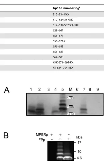 Figure 2. Electrophoretic analyses of MPERp/FPp complex formation. A) Peptides (10 mg) were processed by SDS-PAGE, and subsequently detected by Western blotting using 2F5 antibody