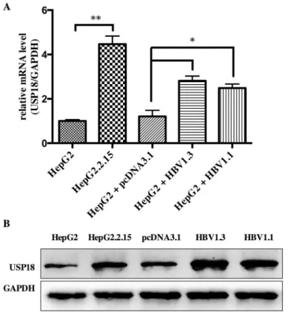 Fig 1. The level of USP18 was up regulated in Hepg2.2.15 and Hepg2 cells transfected with HBV1.3 or HBV1.1 expression vectors compared to that of Hepg2 cells