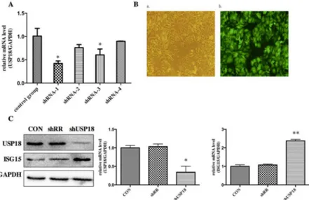 Fig 2. USP18 expression is efficiently suppressed in lentiviral-vectors-transduced HepG2.2.15 cells.