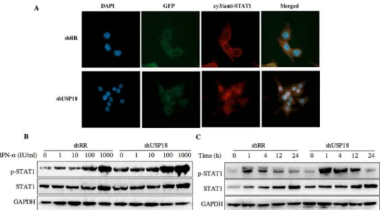 Fig 6. USP18 silencing increases the antiviral activity of IFN- α associated with the JAK-STAT signaling pathway