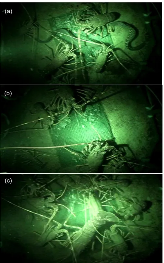 Fig 3. Video frame captures from the BUV system showing (a) lobsters (P. elephas) feeding at bait along with a moray eel (M