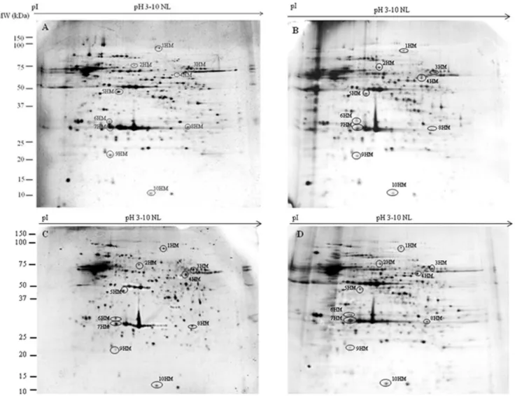 Table 3 reports the results of such analyses with the identified 6 proteins clustered according to their putative function or their involvement in common metabolic pathways