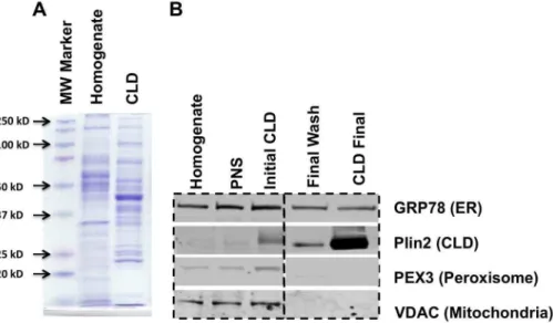 Figure 2. Unique protein patterns of isolated hepatic CLD. A) Coomassie blue staining profiles of proteins in liver homogenates and isolated CLD