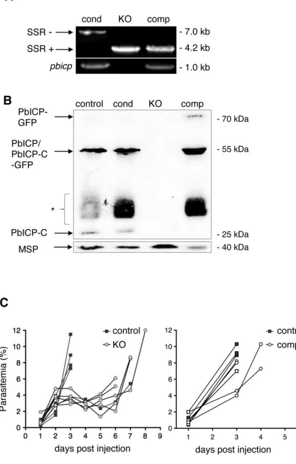 Figure 1. PbICP is not essential for parasite blood stage development. (A) Assessment of SSR at the pbicp locus in pbicp-transgenic parasites (PbICP cond , PbICP KO , and PbICP comp ) by PCR of genomic DNA using primers P1 and P3 (see Figure S1)