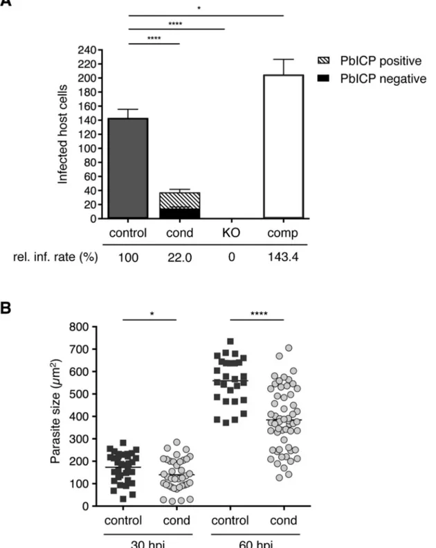 Figure 3. PbICP is important for effective invasion of and development within hepatocytes