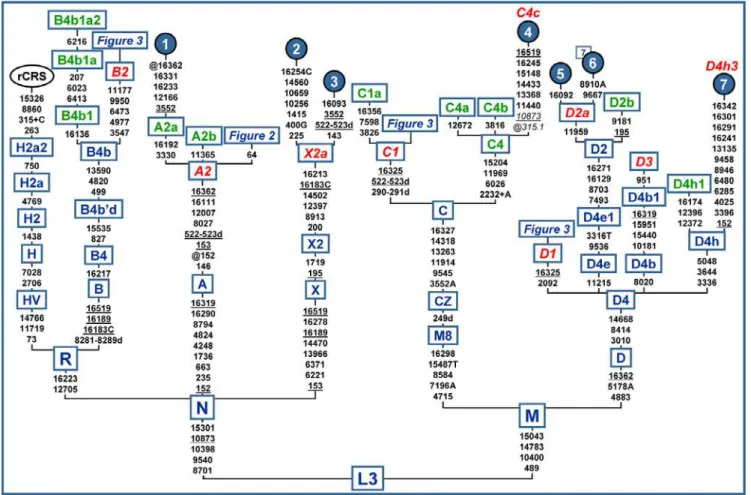 Figure 1. Basal tree encompassing the roots of Native American mtDNA haplogroups. The tree is rooted on the haplogroup L3 founder and the position of the revised Cambridge reference sequence (rCRS) [49] is indicated for reading off sequence motifs