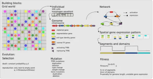 Figure 1. Overview of the model. The in-silico embryos live in a two-dimensional grid world (left)