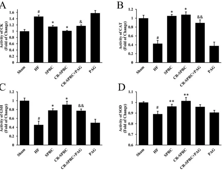 Figure 7. CR-SPRC preserved oxidative stress and prevented cell damage. The levels of CK (A), CAT (B), GSH (C) and SOD (D) in tissue extract of ventricular myocardium were determined by colorimetry, and statistically analyzed