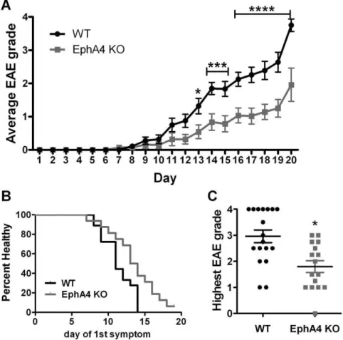 Figure 2. Clinical scoring of EAE-affected wild-type and EphA4 knockout mice. Paralysis in EAE-affected mice was assessed by clinical scoring up to 20 days post-immunisation