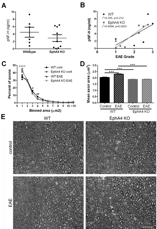 Figure 6. Axonal damage in EAE-affected wild-type and EphA4 knockout spinal cords. (A,B) Blood samples from EAE-affected wild-type (WT, n = 6) and EphA4 knockout (KO, n = 9) mice were taken at 20 days post-immunisation and pNF-H levels were measured as an 